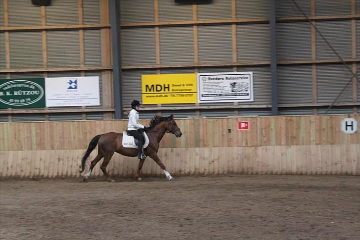 Anden særlig race Candy | savnet-RIP min stjerne!| - Galop :D billede 3