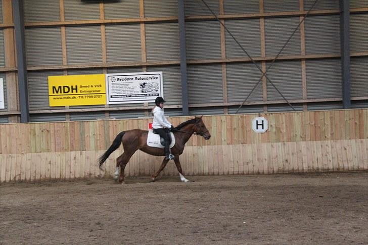 Anden særlig race Candy | savnet-RIP min stjerne!| - Galop :D billede 5