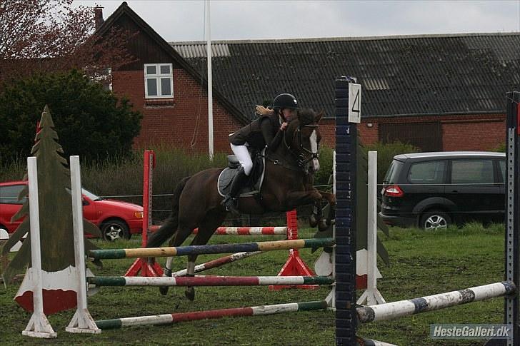 New Forest Marvin billede 12