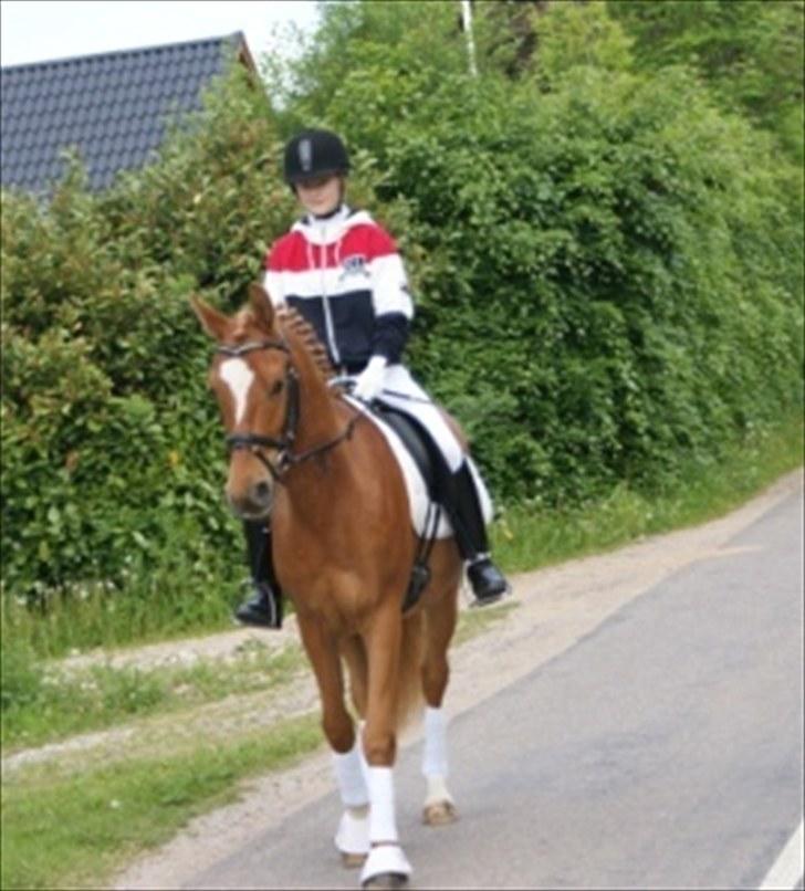 Anden særlig race Alfi - Så er det på vej til stævne! :D billede 9