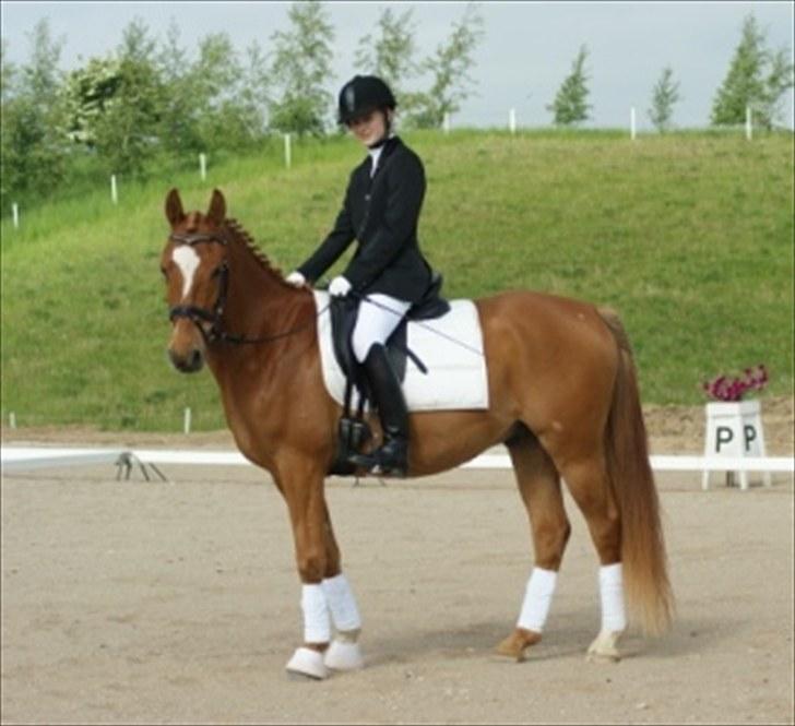 Anden særlig race Alfi - Stævne på HF billede 10