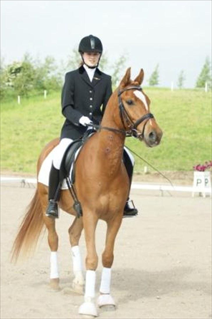 Anden særlig race Alfi - Stævne på HF billede 11