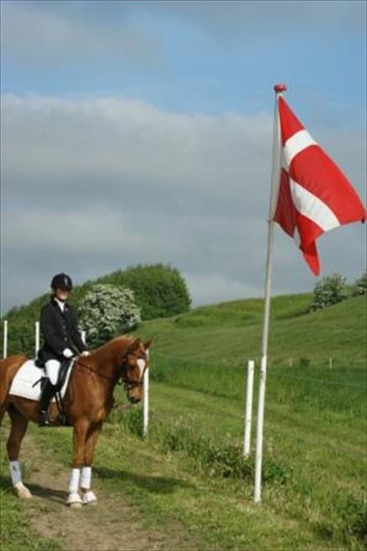 Anden særlig race Alfi - Stævne på HF billede 12