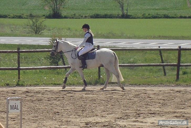 Hollandsk Sportspony CASPER billede 14