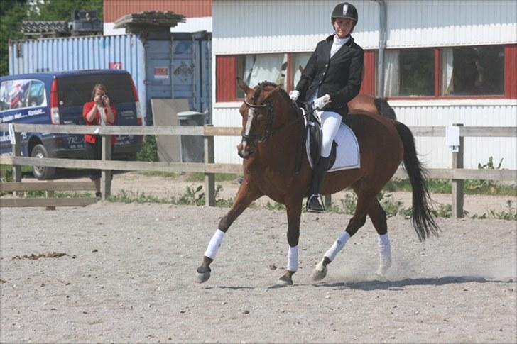 Welsh Partbred (Sec F) Wester Aikema´s Nanouk *Sendt hjem :'( * billede 19