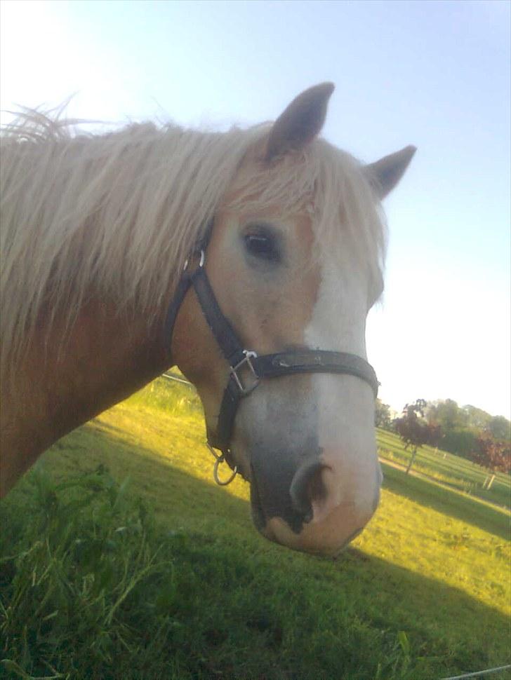 Haflinger Wonder billede 6