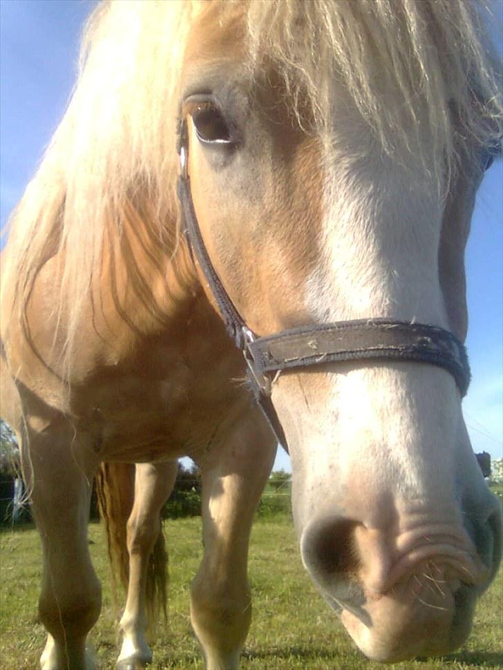 Haflinger Wonder - hmmm?? billede 8