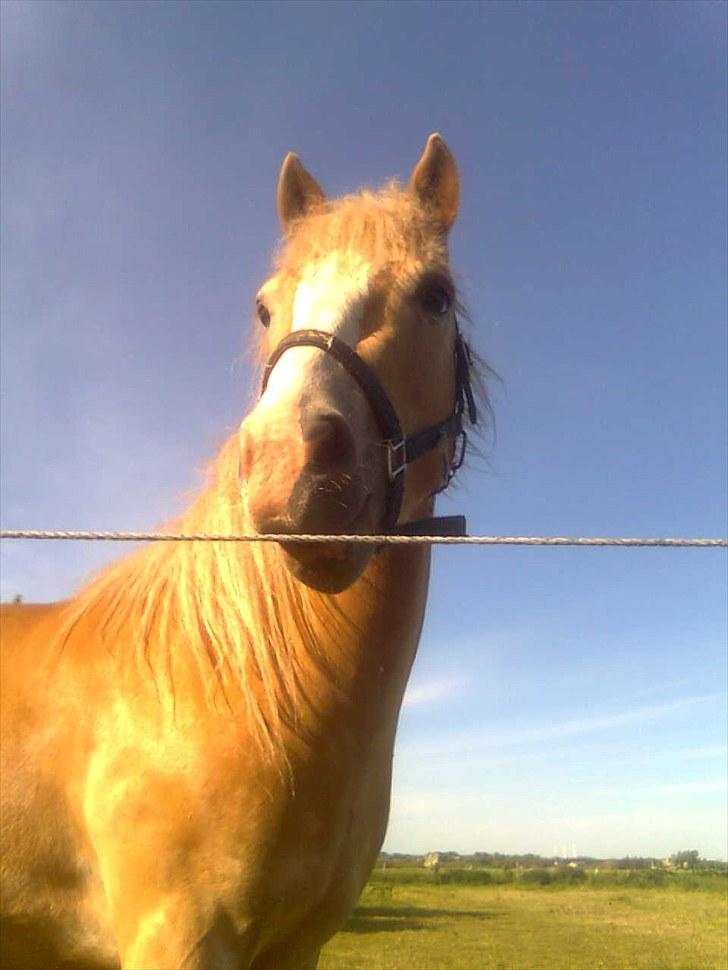 Haflinger Wonder - WAUW HVOR ER DU FLOT!! billede 9