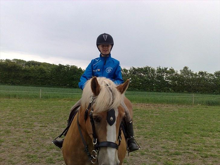 Haflinger Gråbjerghøjs Svea billede 13