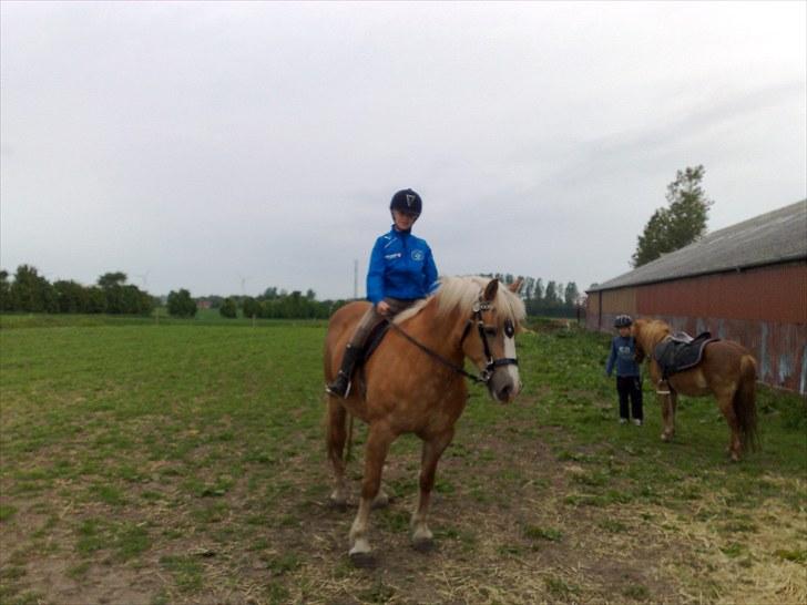 Haflinger Gråbjerghøjs Svea billede 14