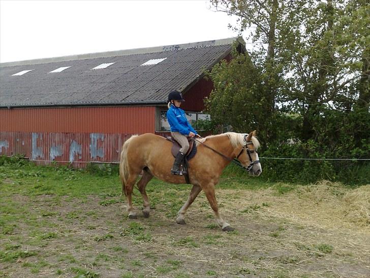 Haflinger Gråbjerghøjs Svea billede 15