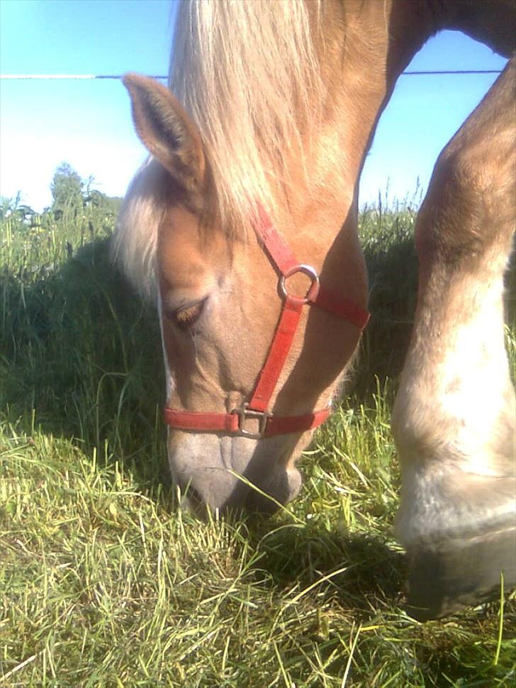 Haflinger Gråbjerghøjs Svea billede 16