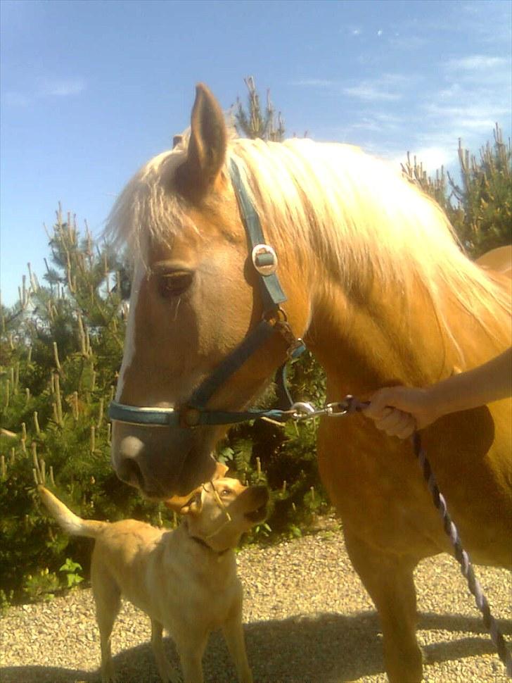Haflinger Gråbjerghøjs Svea billede 17