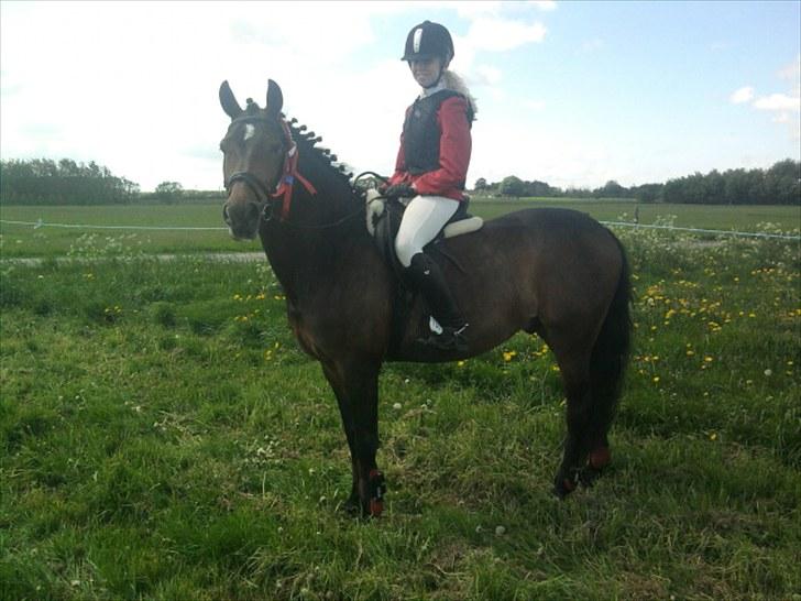 New Forest Cicero "SOLGT :'( "  - Du en éner! ;)<3 billede 2