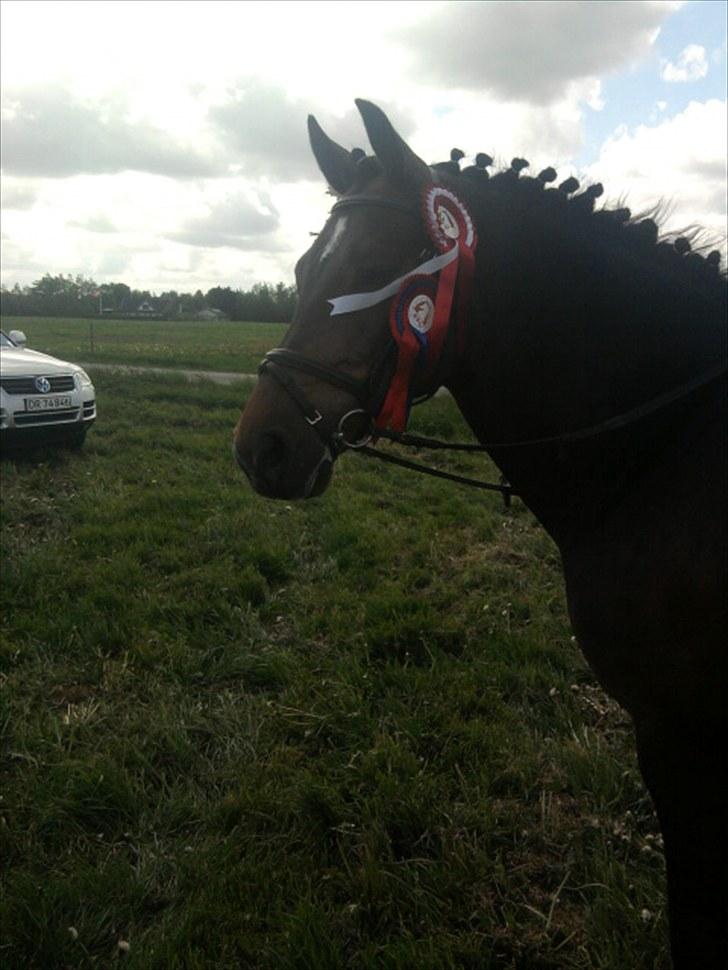 New Forest Cicero "SOLGT :'( "  - Skønheden !(y)<3 billede 3