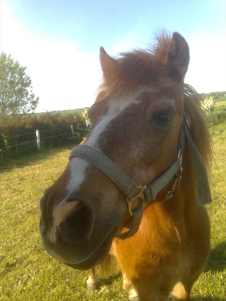 Anden særlig race Futte.†. ~savnet for altid~ billede 17