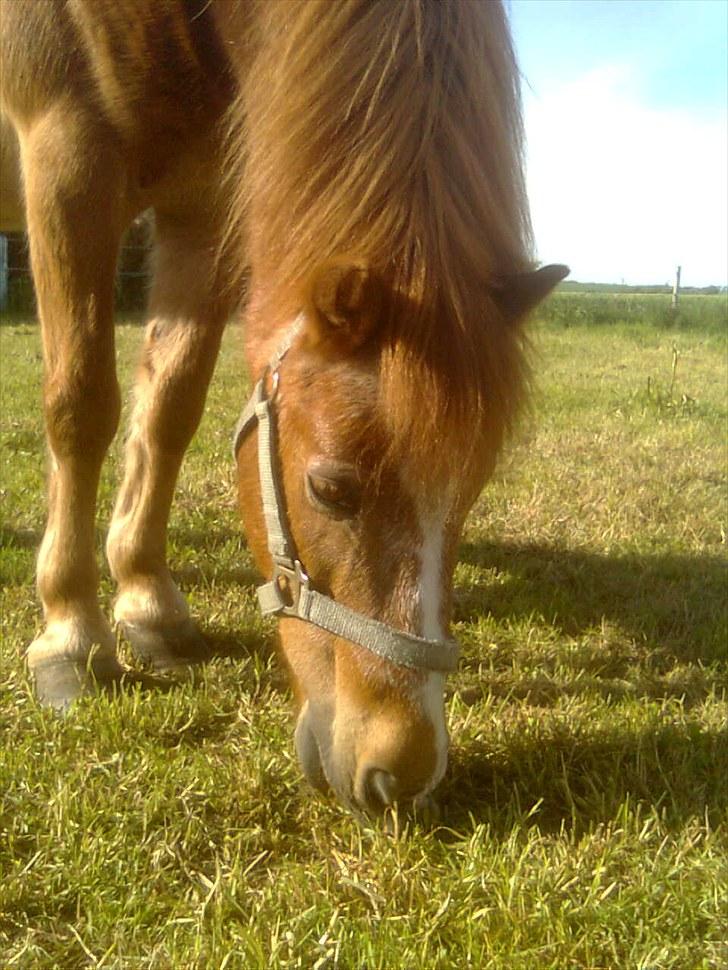 Anden særlig race Futte.†. ~savnet for altid~ billede 18