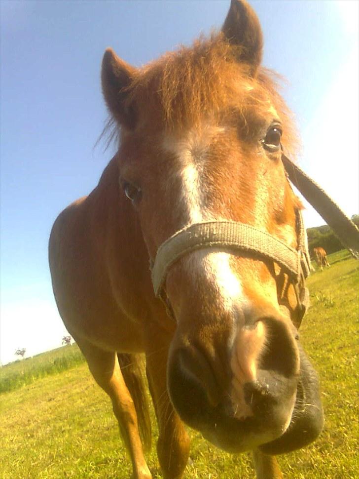 Anden særlig race Futte.†. ~savnet for altid~ billede 19