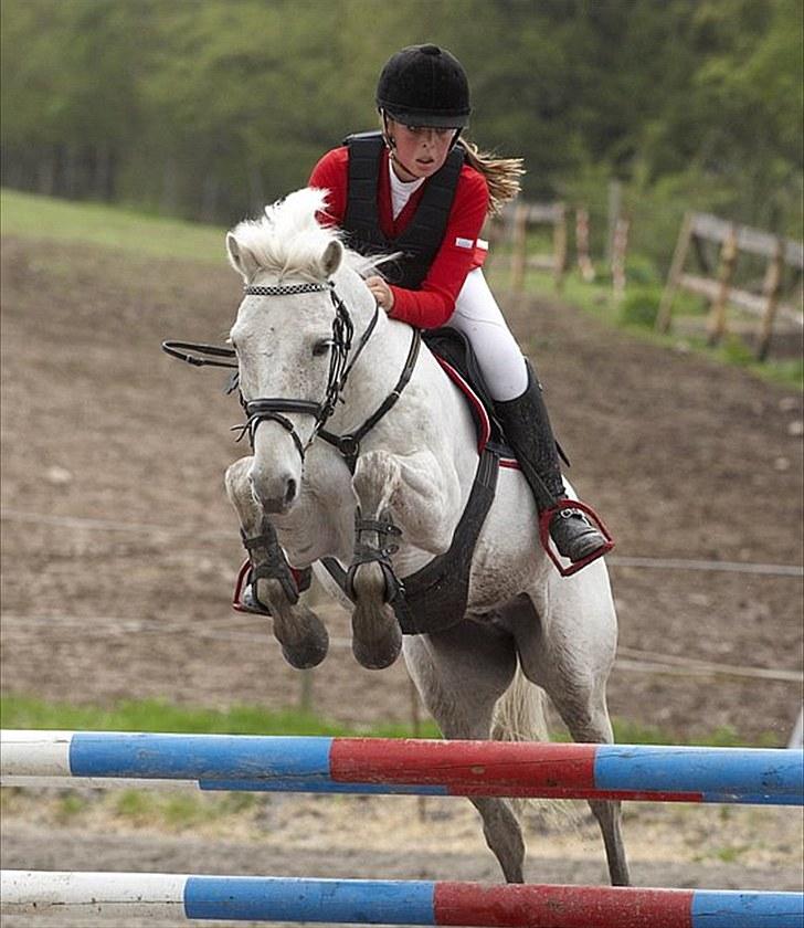 Anden særlig race victor - B pony † R.I.P † billede 2