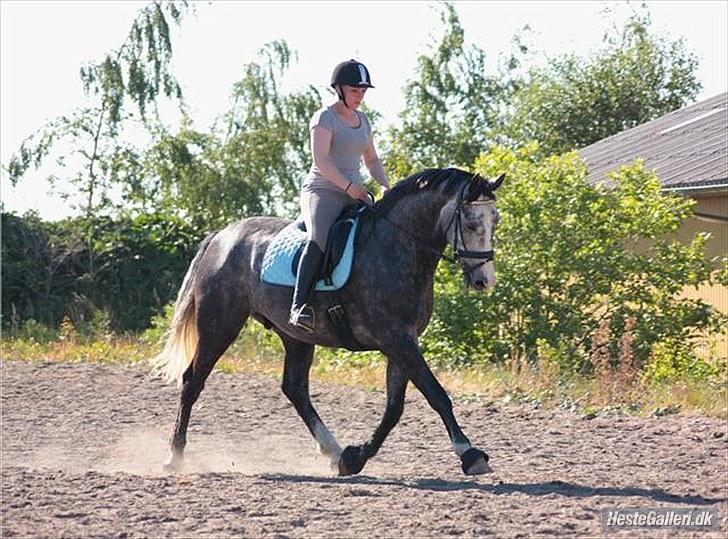Dansk Varmblod Holkjærs Diablo - på lunderød billede 11