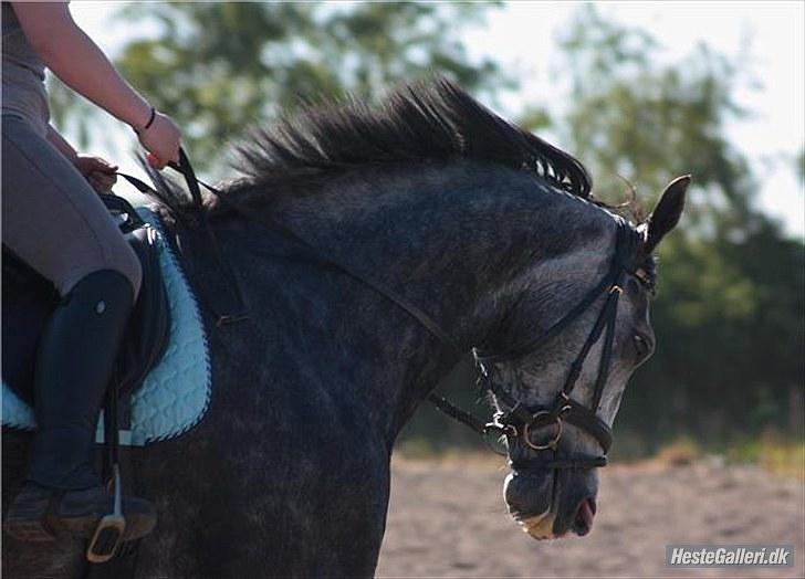 Dansk Varmblod Holkjærs Diablo billede 12