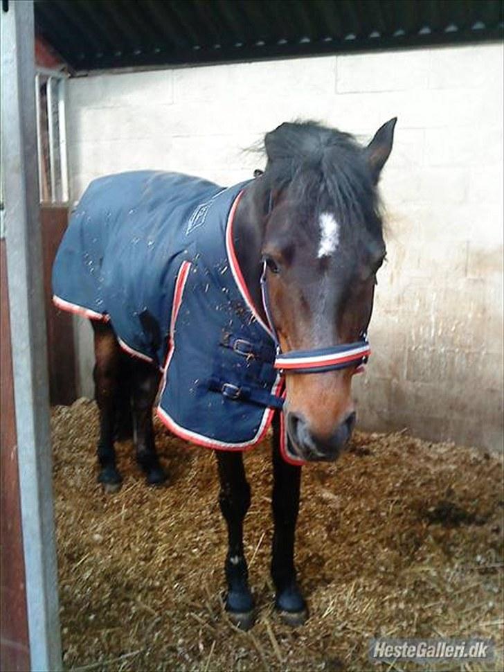 New Forest Cicero "SOLGT :'( "  - Lidt morgen sur måske ;s haha xD<3 billede 5