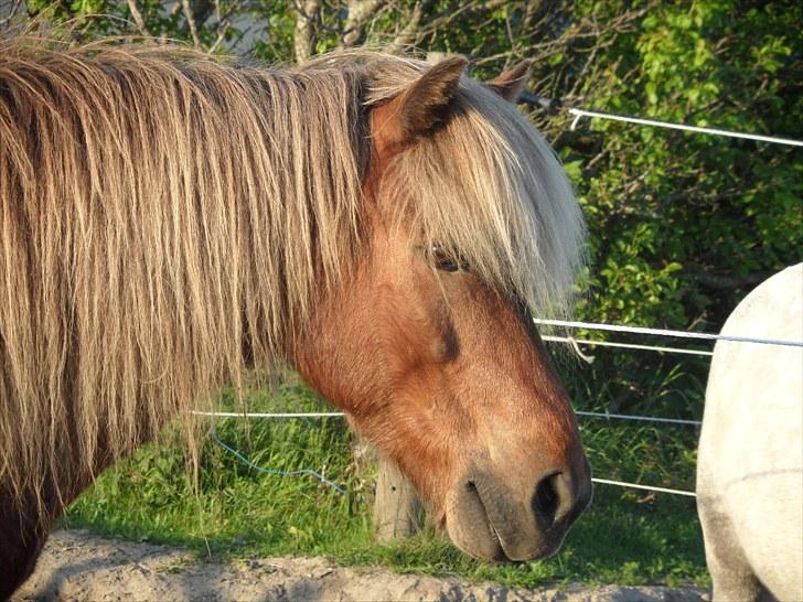 Islænder Soti fra Hejnstrup billede 1