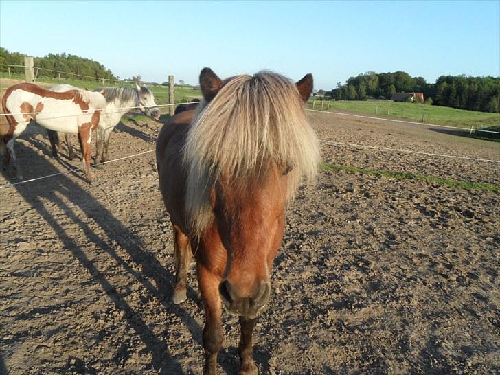 Islænder Soti fra Hejnstrup billede 2