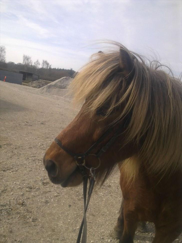 Islænder Soti fra Hejnstrup billede 3