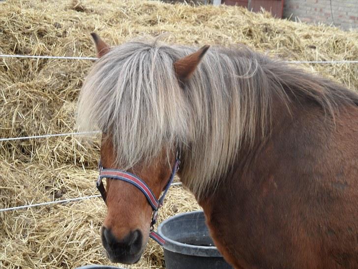 Islænder Soti fra Hejnstrup billede 4