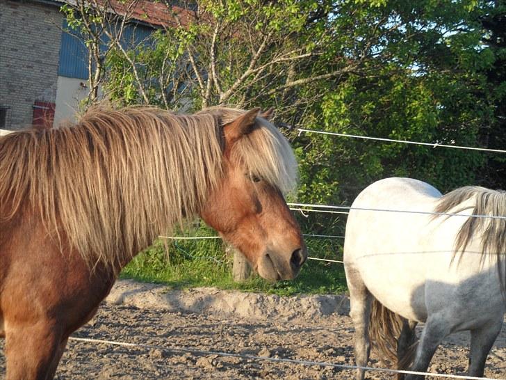Islænder Soti fra Hejnstrup billede 5