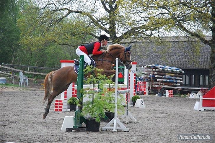 Anden særlig race Sakskærs comet II - A pony billede 10