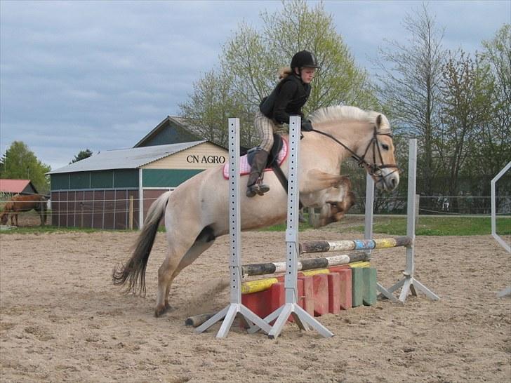 Fjordhest Amalie Romeo - Springtræning! :D Billede taget af Sofie Fredslund billede 3