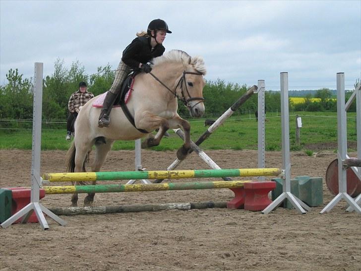 Fjordhest Amalie Romeo - Malle elsker det (: Billede taget af Sofie Fredslund billede 4