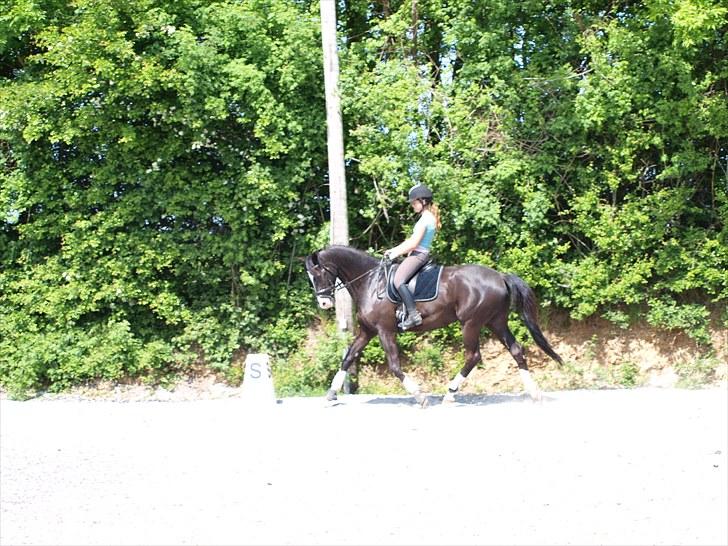 Trakehner Unicorn billede 1