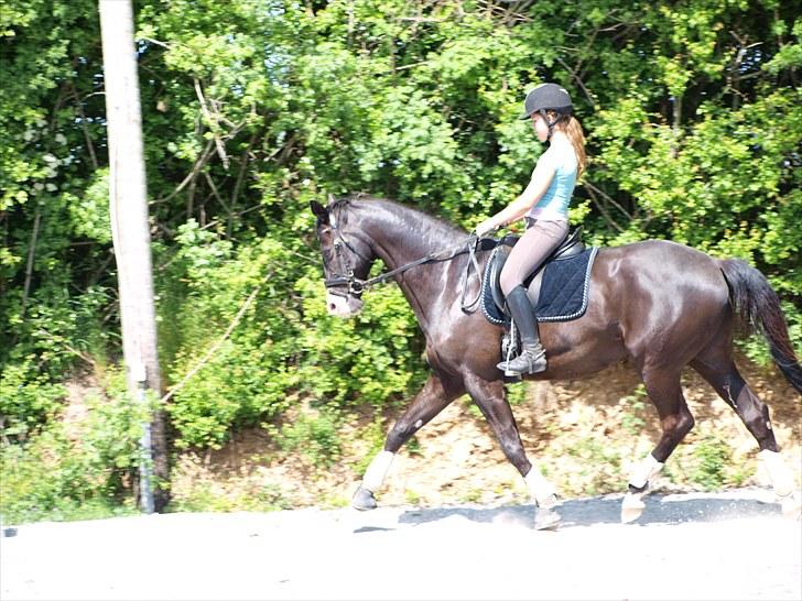 Trakehner Unicorn billede 3
