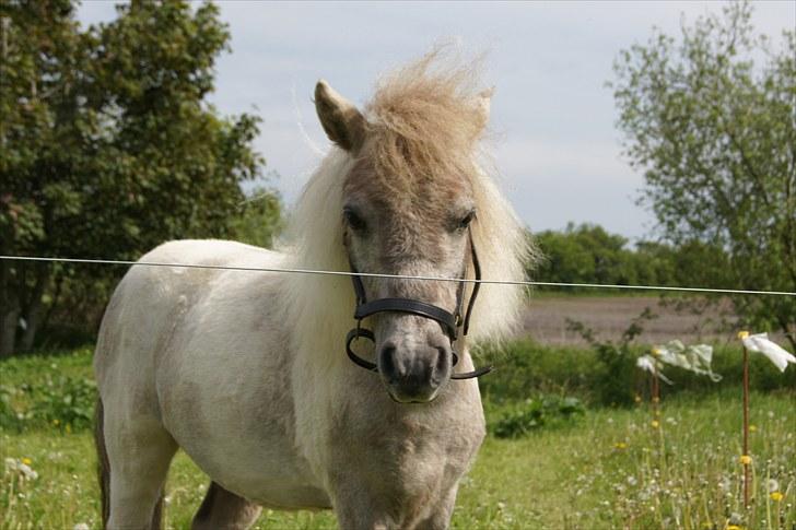 Shetlænder Frederik billede 1