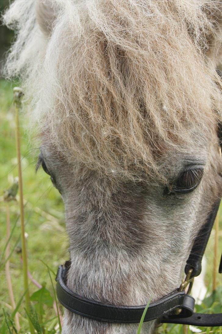 Shetlænder Frederik billede 2
