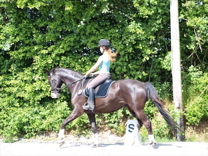 Trakehner Unicorn billede 4