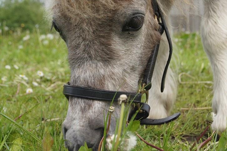 Shetlænder Frederik billede 3