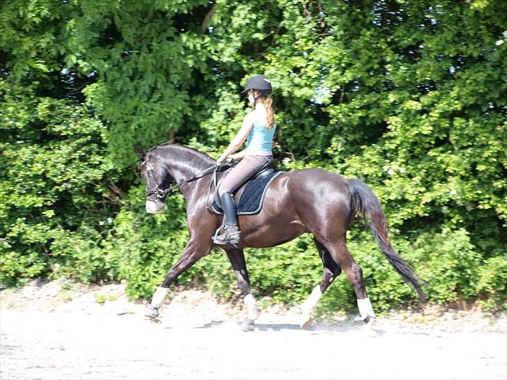 Trakehner Unicorn billede 5