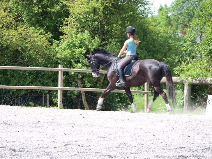 Trakehner Unicorn billede 6