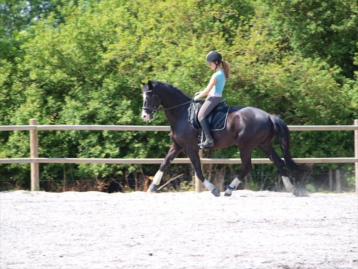 Trakehner Unicorn billede 7