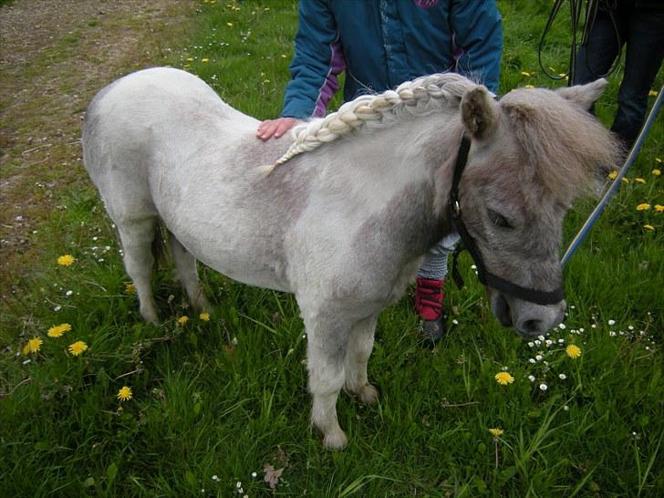 Shetlænder Frederik billede 4