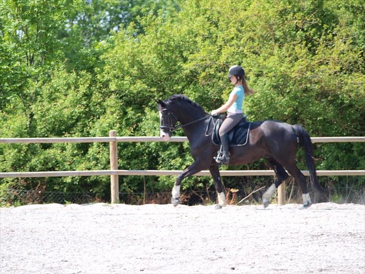 Trakehner Unicorn billede 8