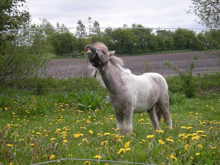 Shetlænder Frederik billede 5