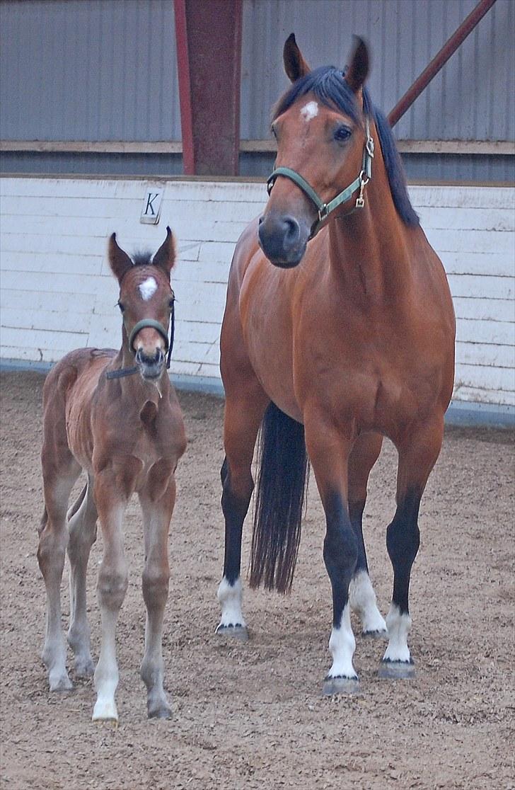 Dansk Varmblod Castor billede 9