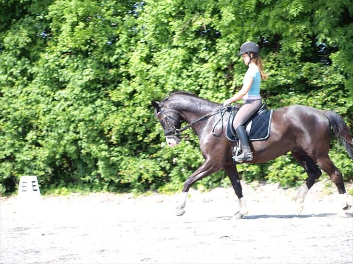 Trakehner Unicorn billede 9