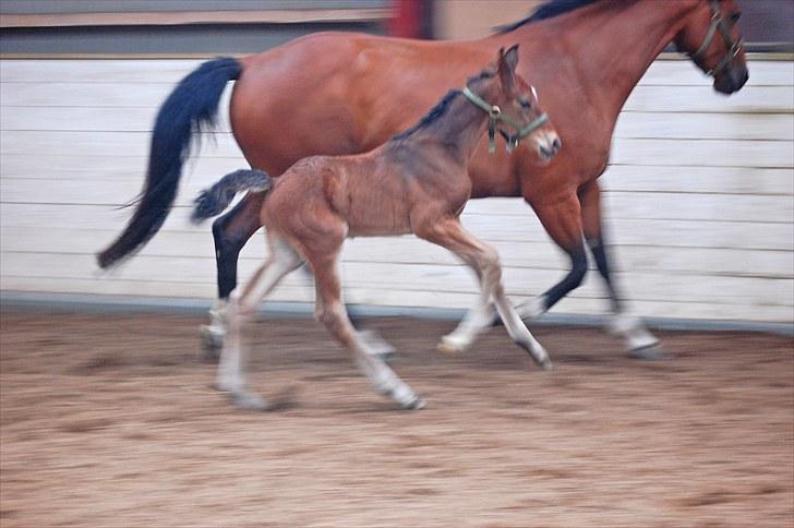 Dansk Varmblod Castor billede 10