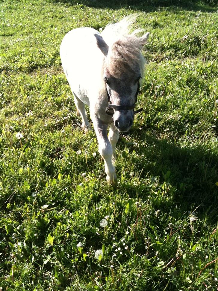 Shetlænder Frederik billede 6